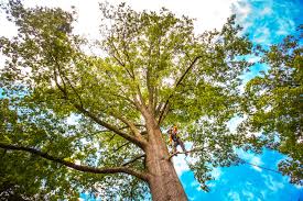 Best Commercial Tree Services  in Colby, WI